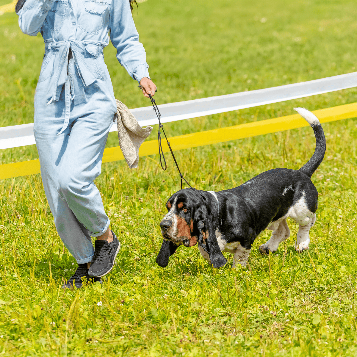 Dog training leash for outdoor walks and activities. Durable, comfortable, perfect for dog obedience training.