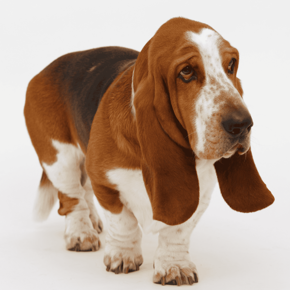 Basset Hound photo 2