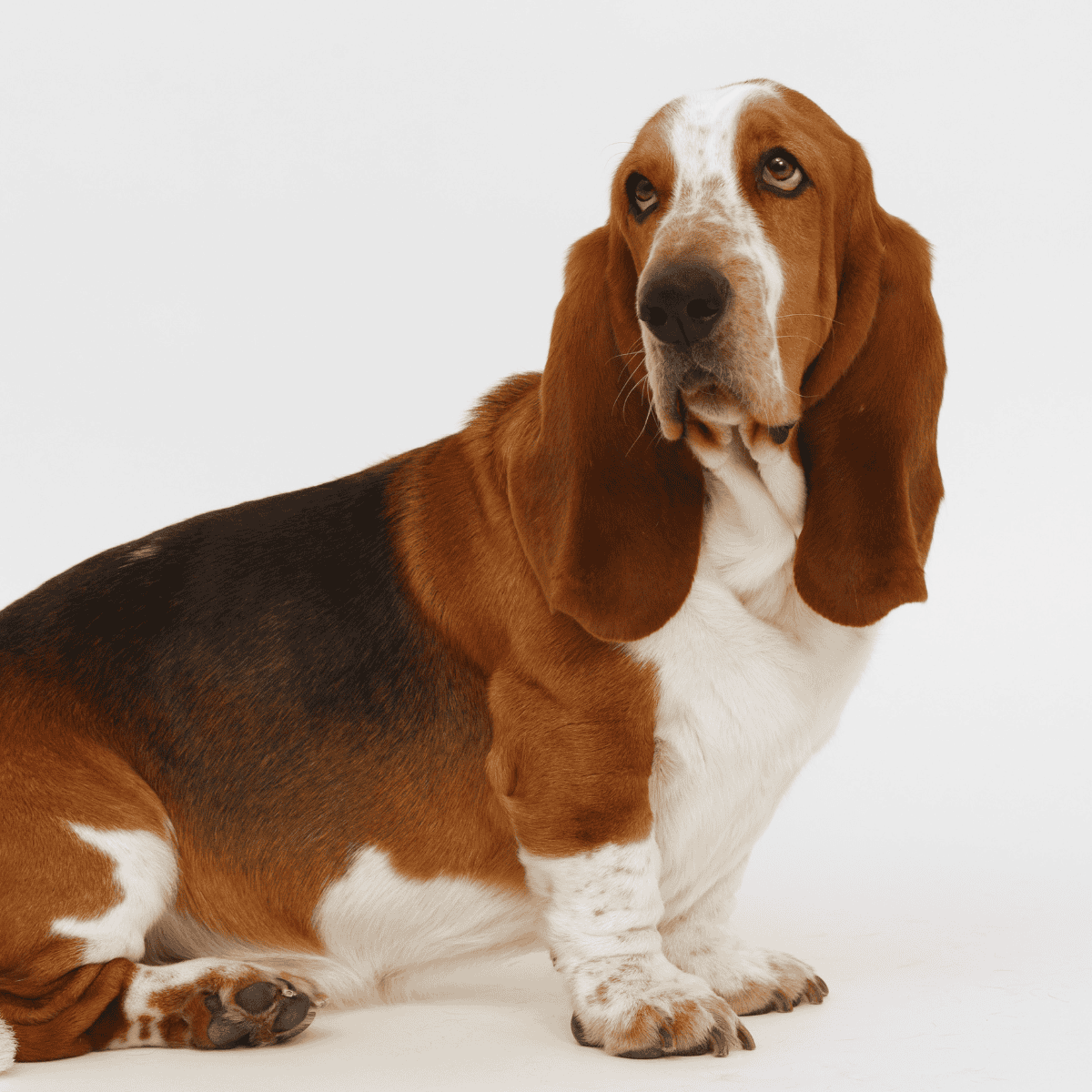 Basset Hound photo 3