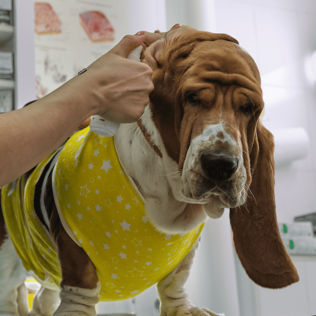 Basset Hound Grooming