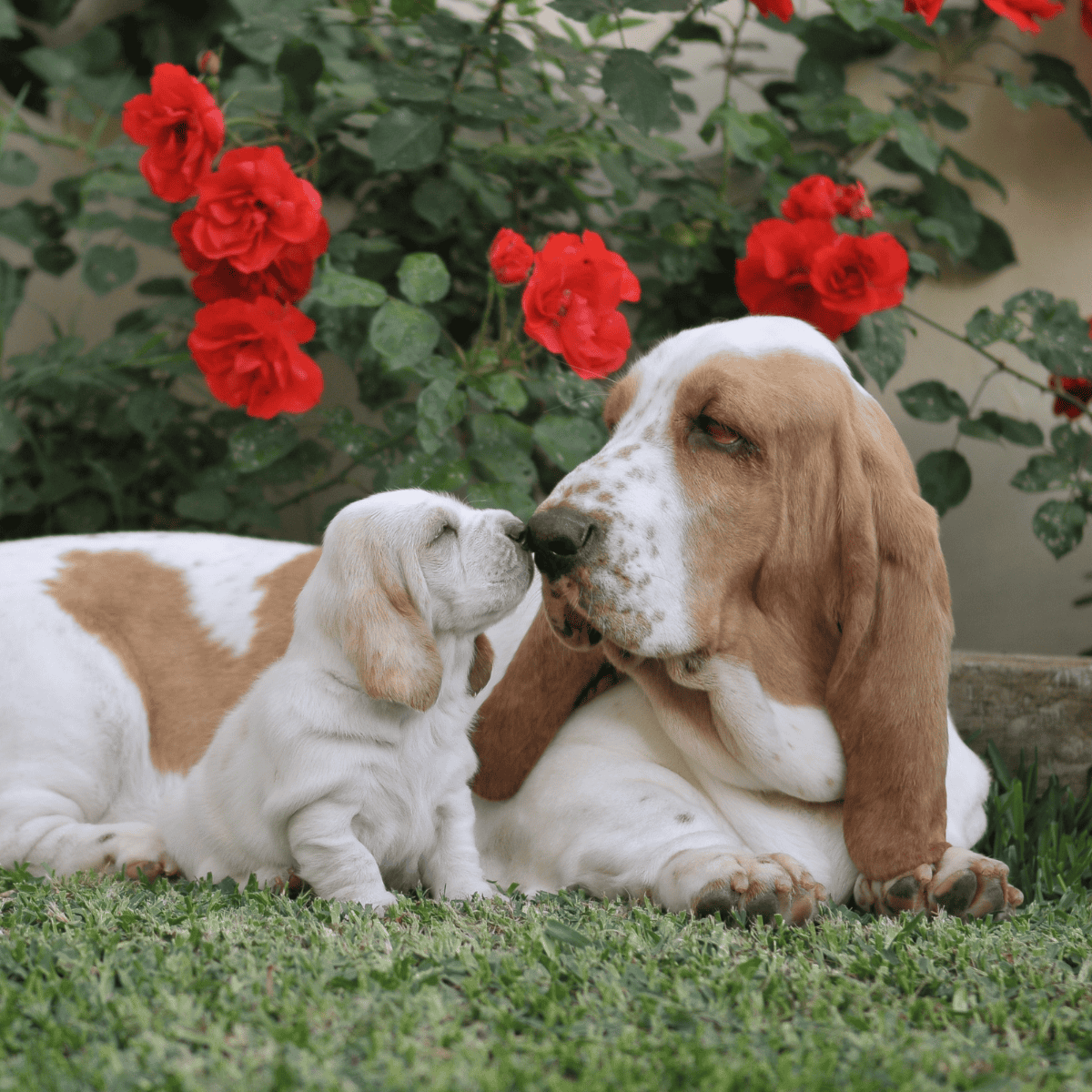 Adorable puppy and mature dog bonding outdoors amidst blooming red flowers and green foliage.