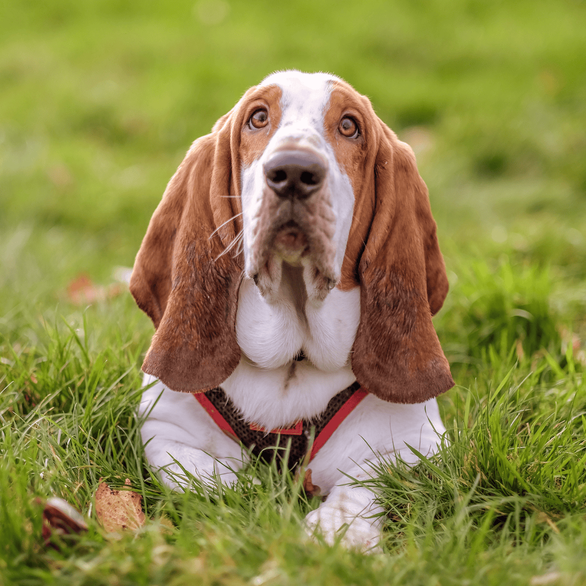 Basset hound breed enjoying grassy park scenery.