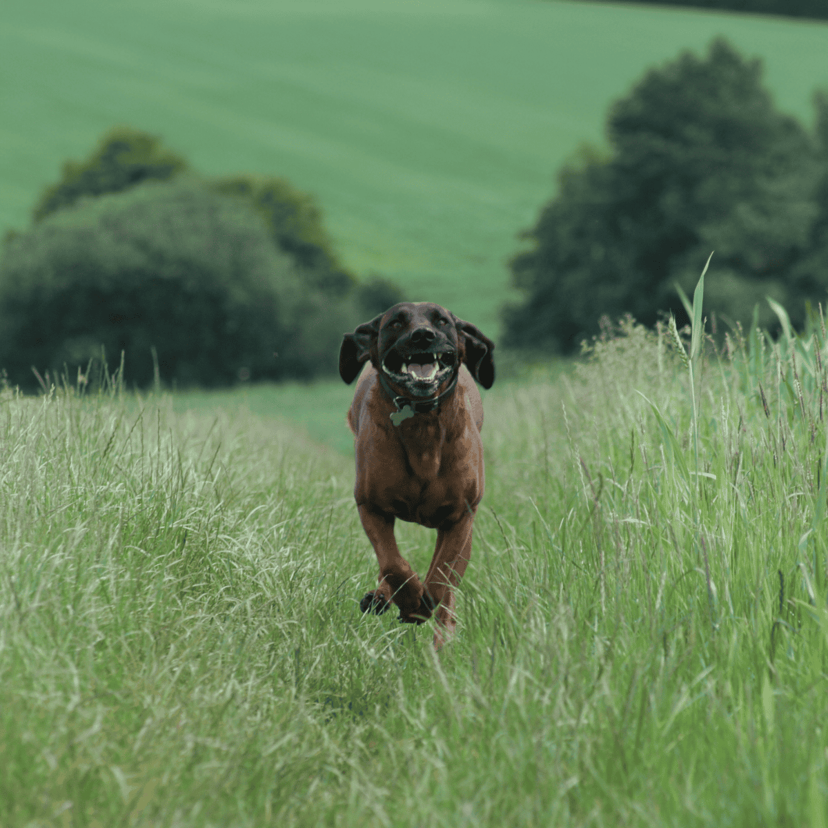 Bavarian Mountain Scent Hound Exercise