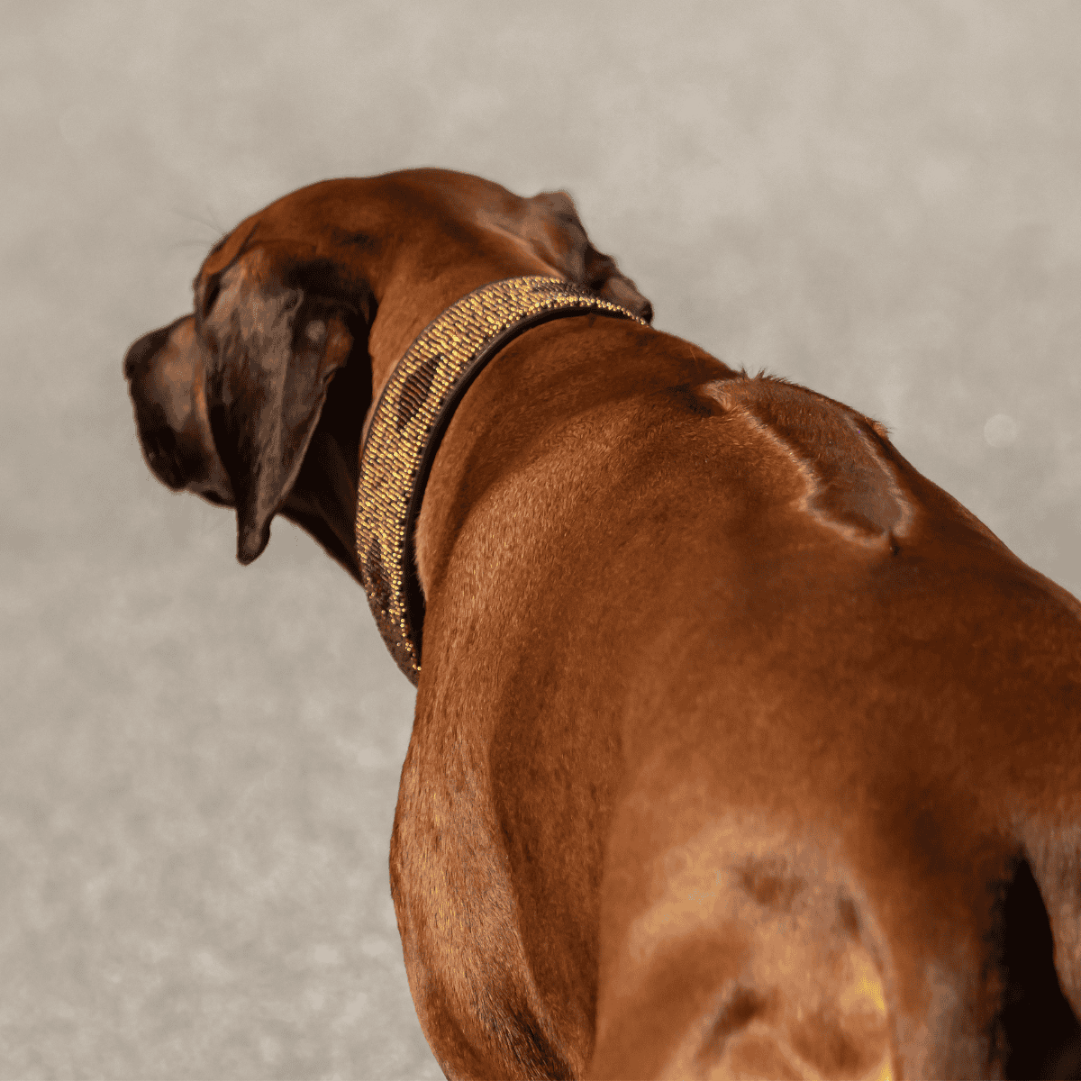 Dog collar with gold accents and stylish design for grooming. Perfect for fashionable dogs.