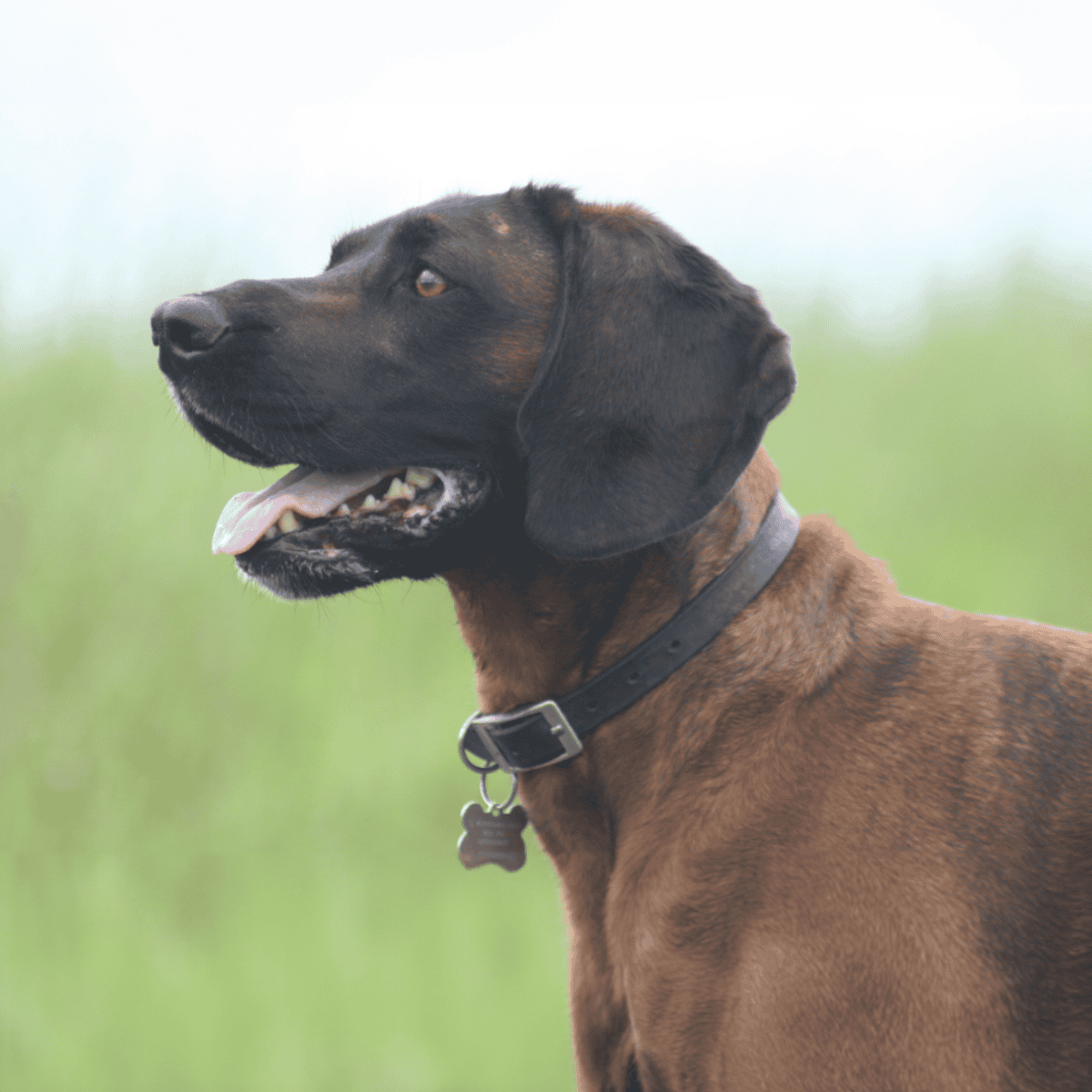 Bavarian Mountain Scent Hound Grooming