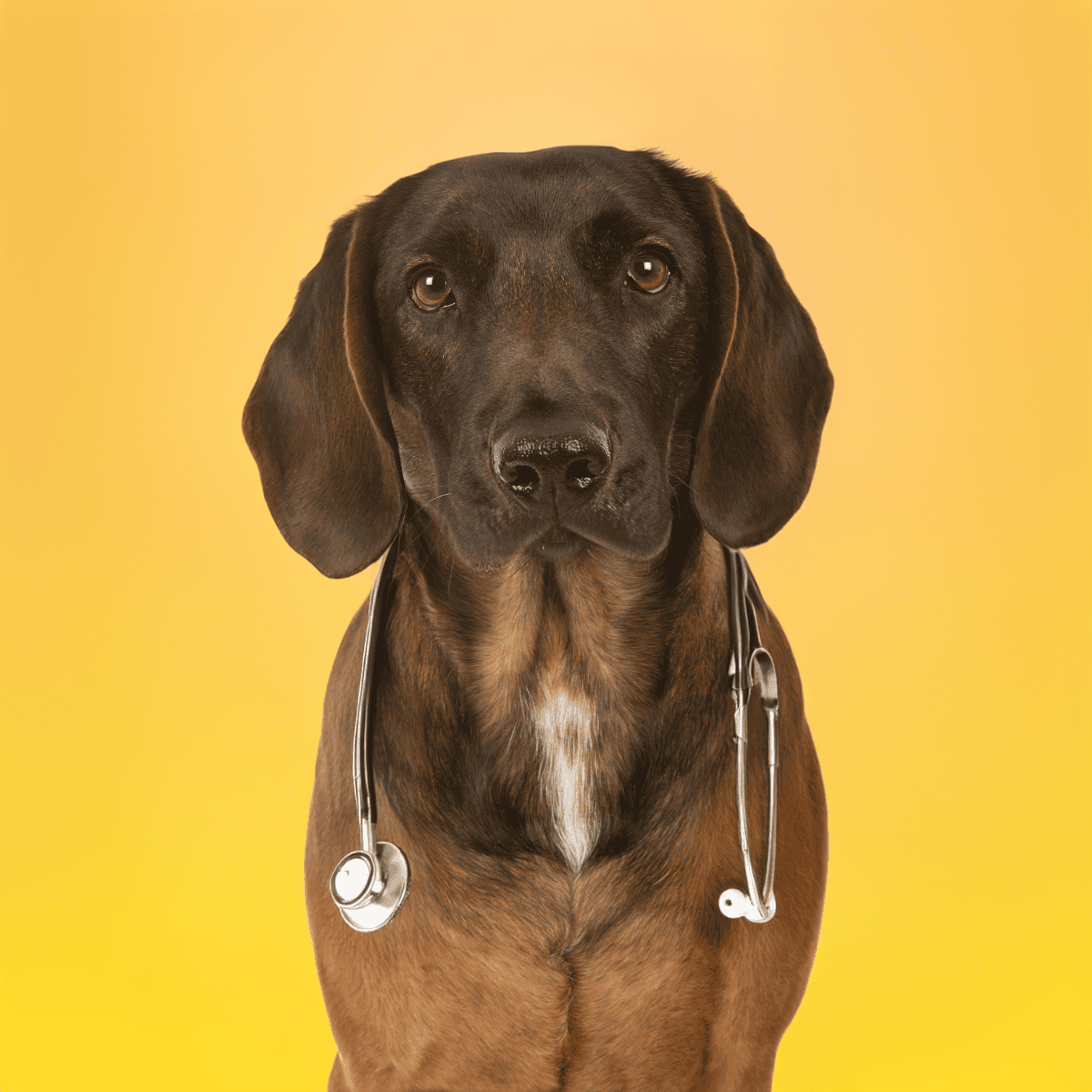 Bavarian Mountain Scent Hound health