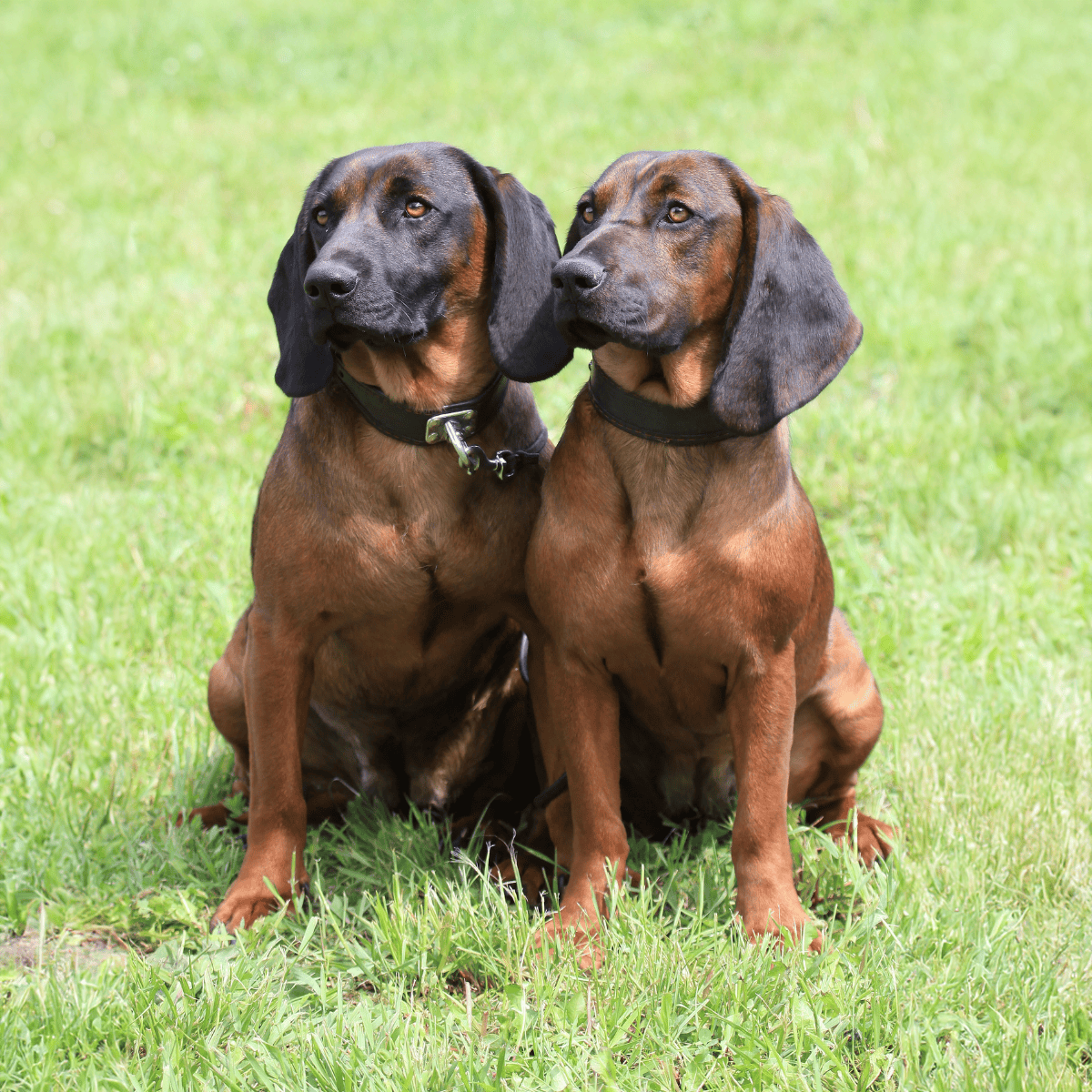 Dogfix.com - Healthy, friendly Bloodhounds available for adoption and pet care services.