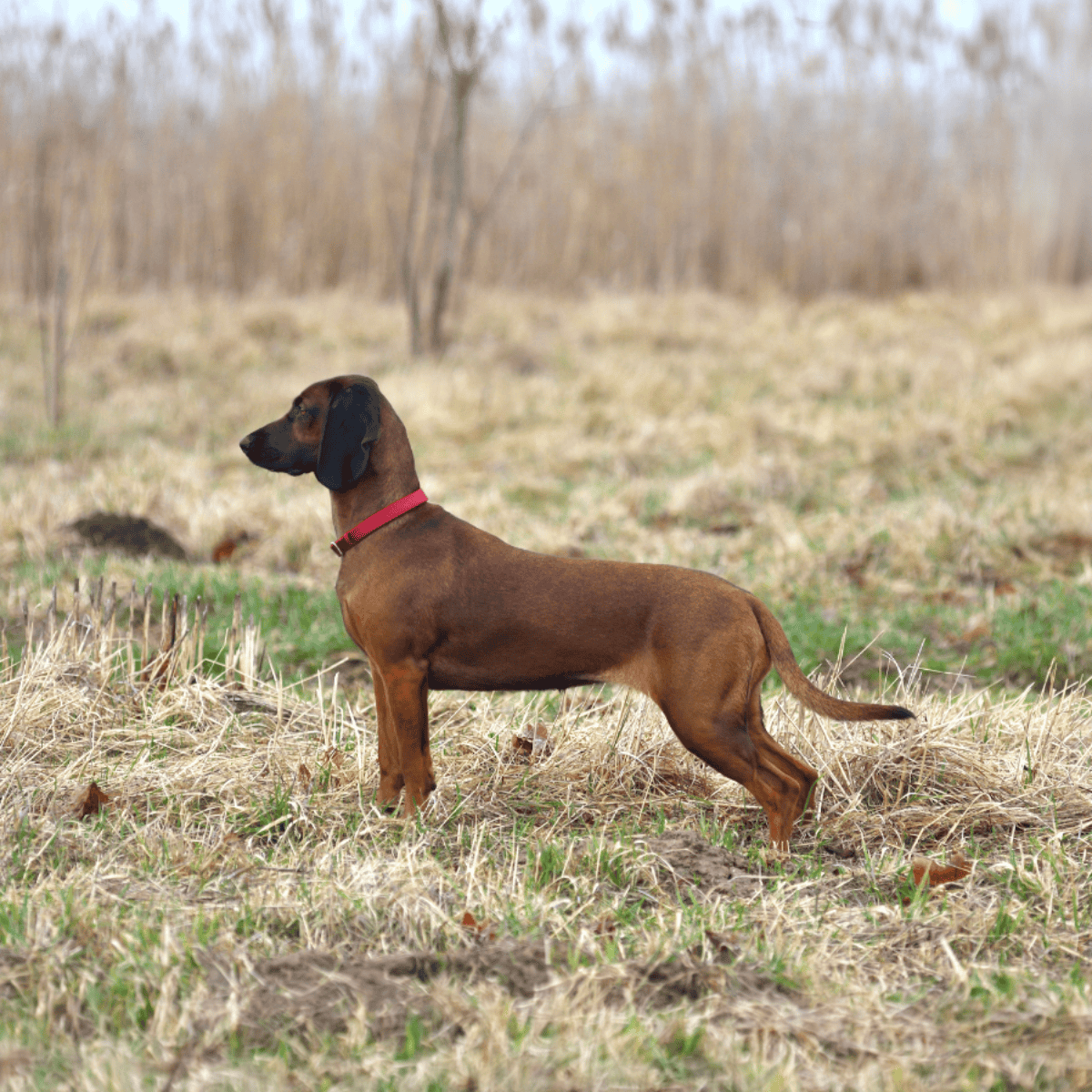 Bavarian Mountain Scent Hound The Bavarian Mount Hound is a newer breed