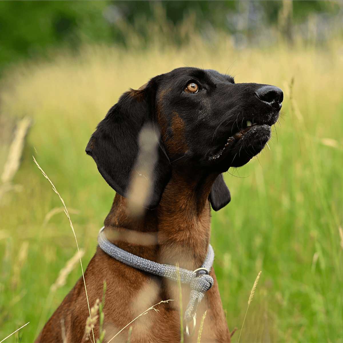 Bavarian Mountain Scent Hound They are Tracker Specialists