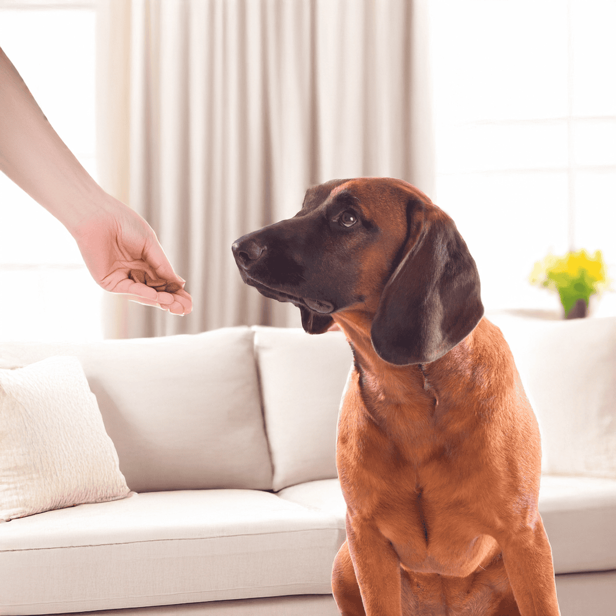 Bavarian Mountain Scent Hound Training