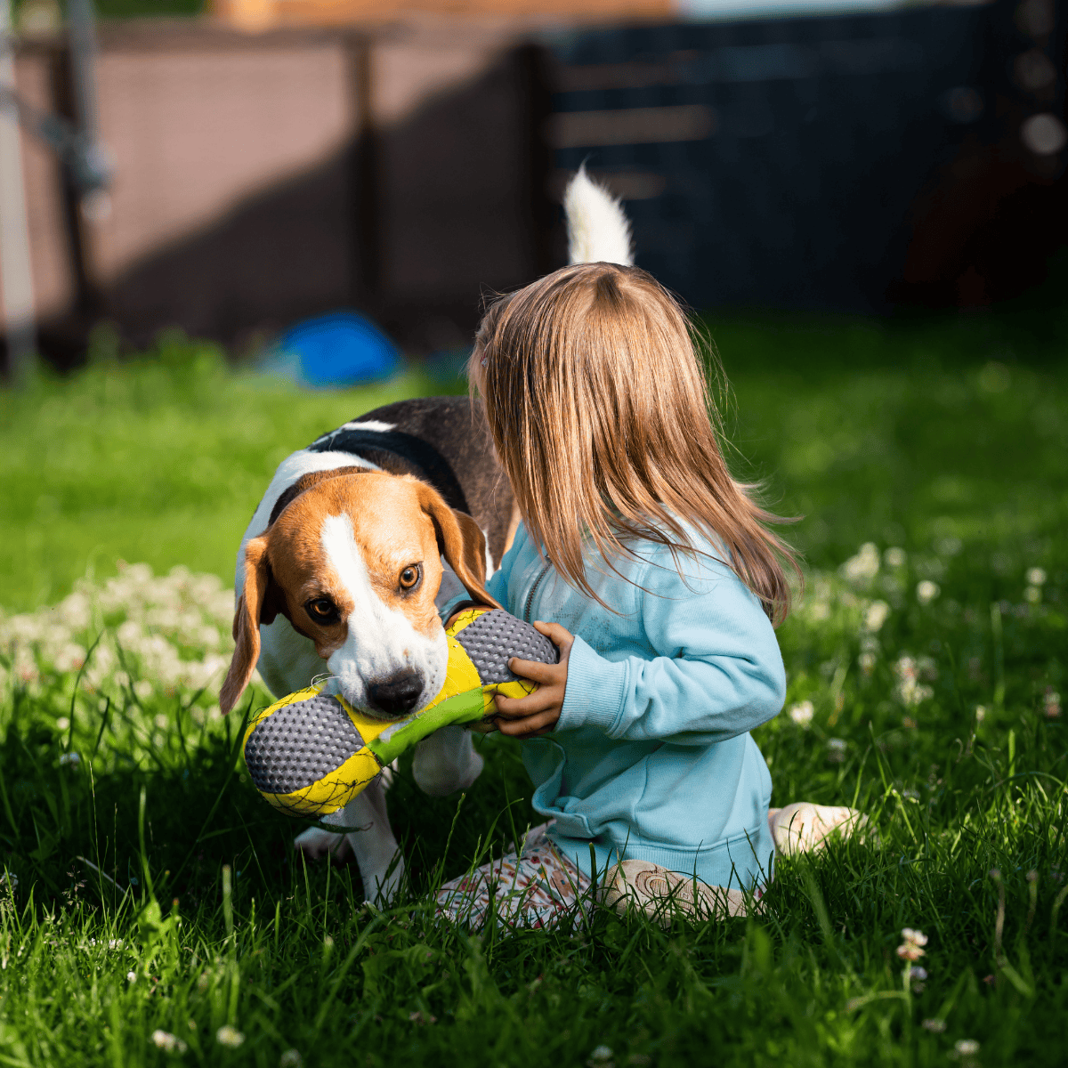 Adorable beagle puppy playing fetch with young girl outdoors on lush grass.