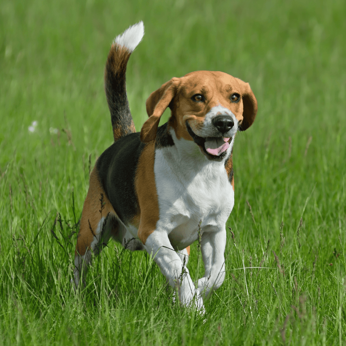 Beagle overview