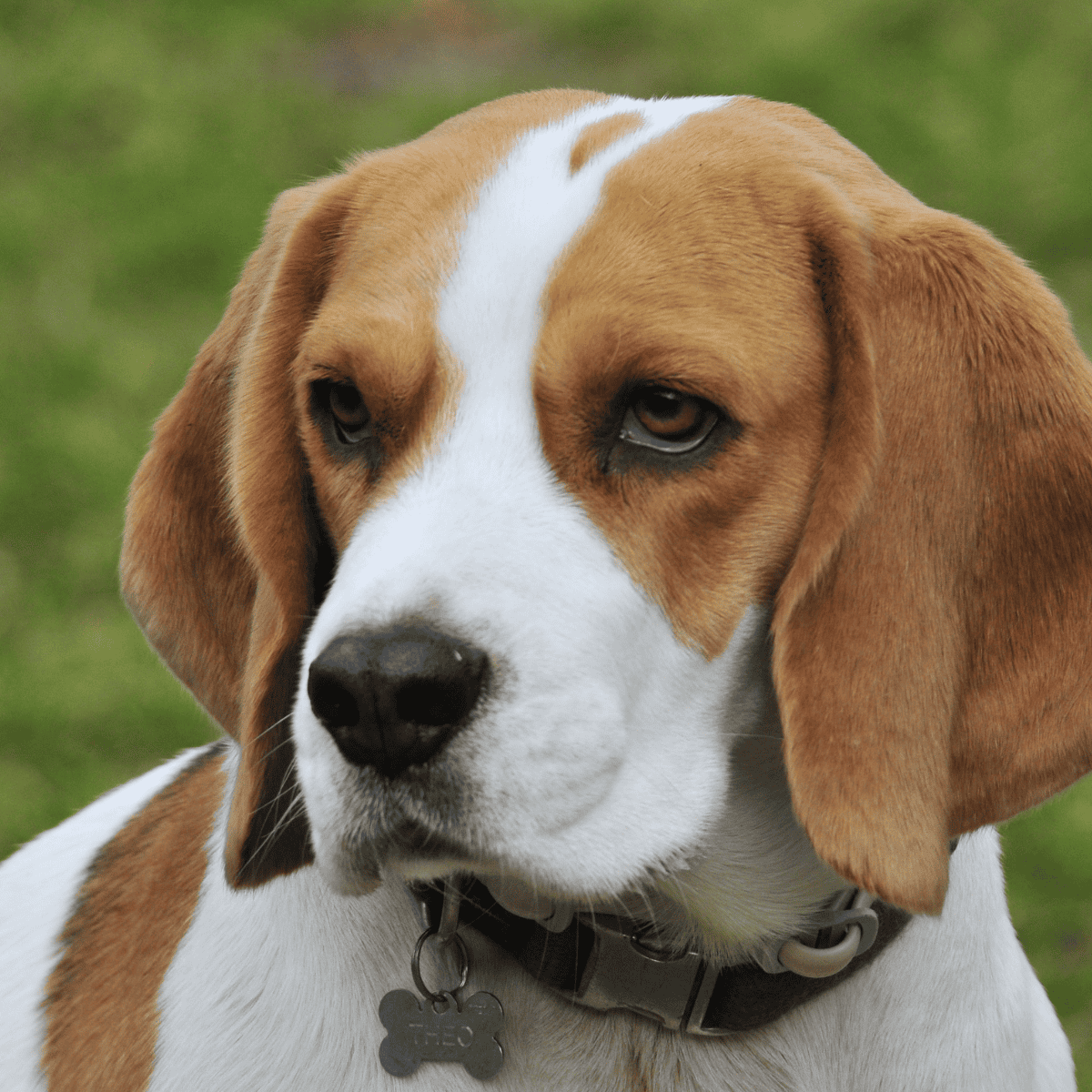 Beagle photo 1