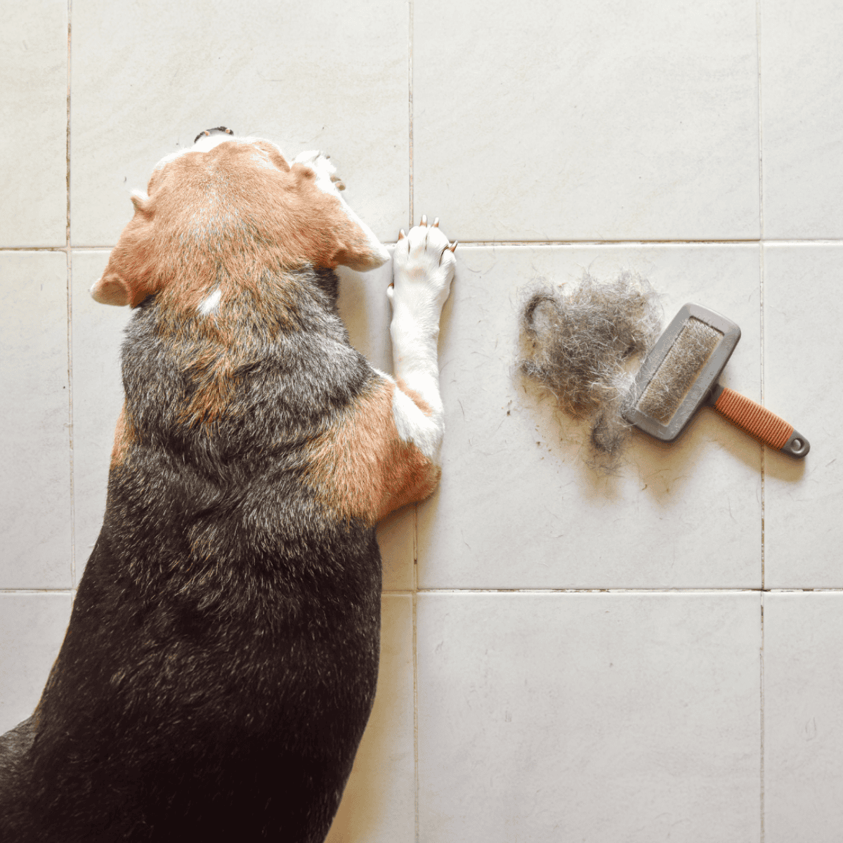 Close-up of a tricolor beagle dog laying on the floor with a cleaning brush and fur mess, related to pet grooming and shedding.