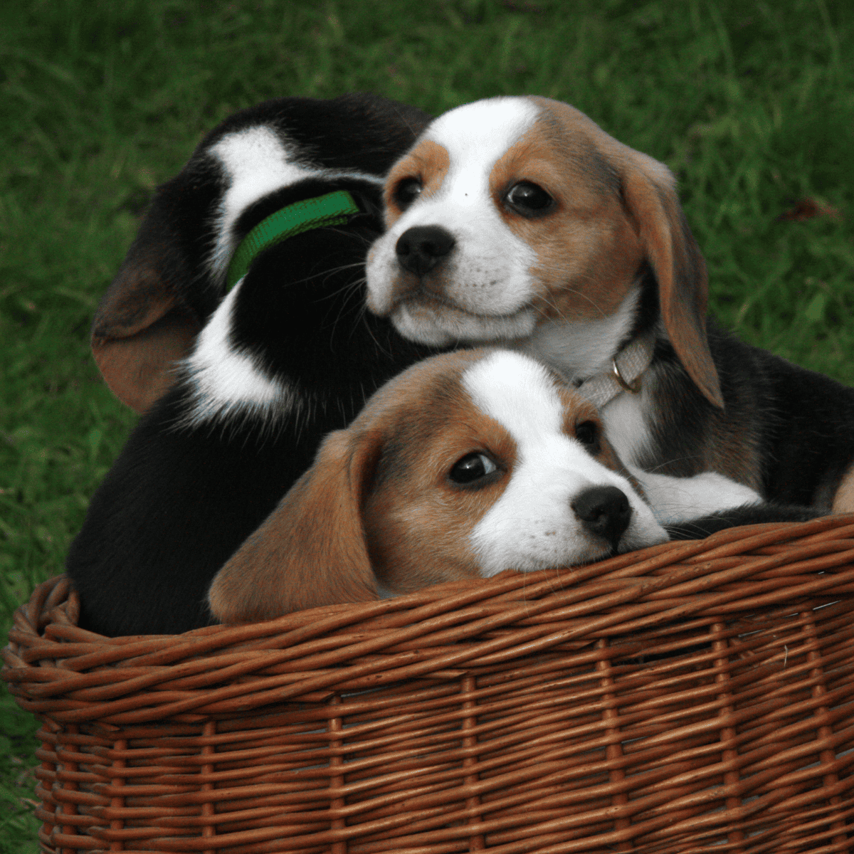 Adorable puppies in a woven basket lying on grass in a park setting.