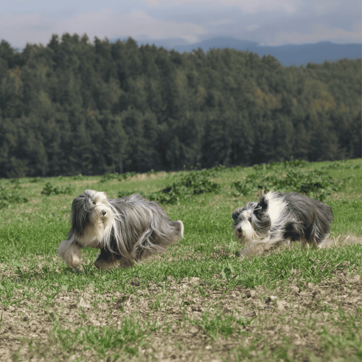 Energetic Shetland Sheepdogs playing on lush green field in a scenic outdoor setting.