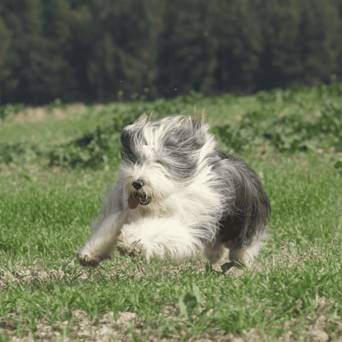Bearded Collie photo 3