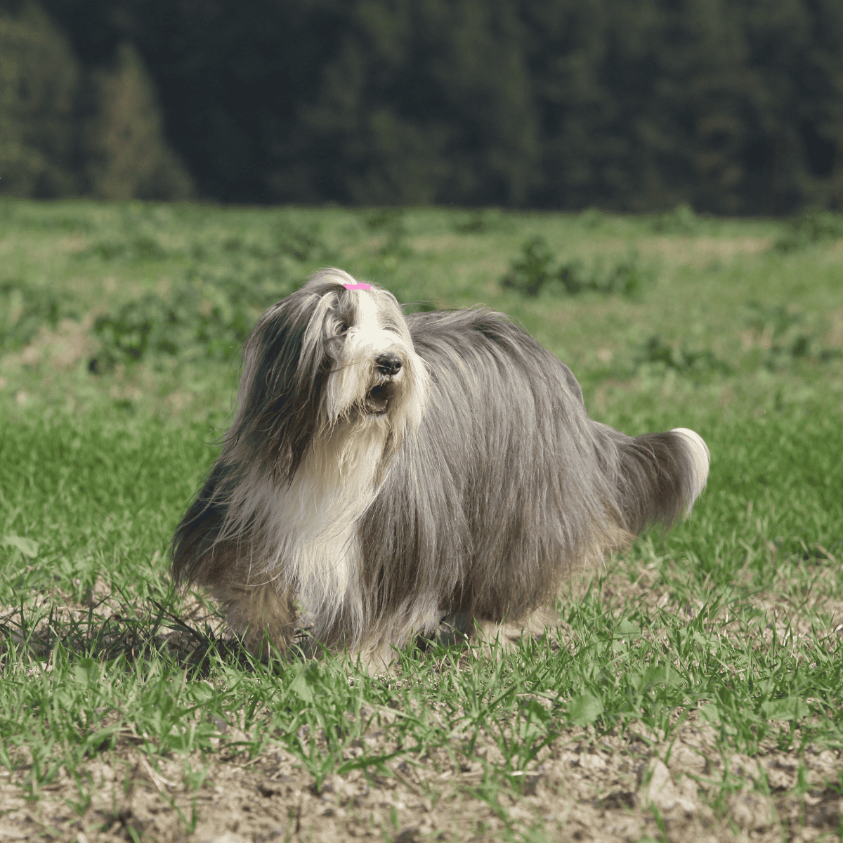 Bearded Collie photo 1