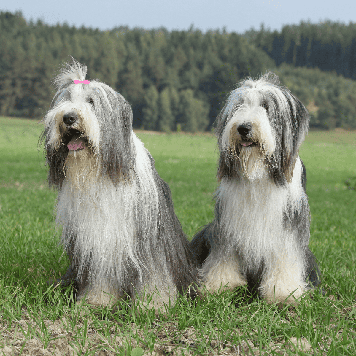 Adorable long-haired Bearded Collie dogs sitting on green grass with a scenic outdoor background.