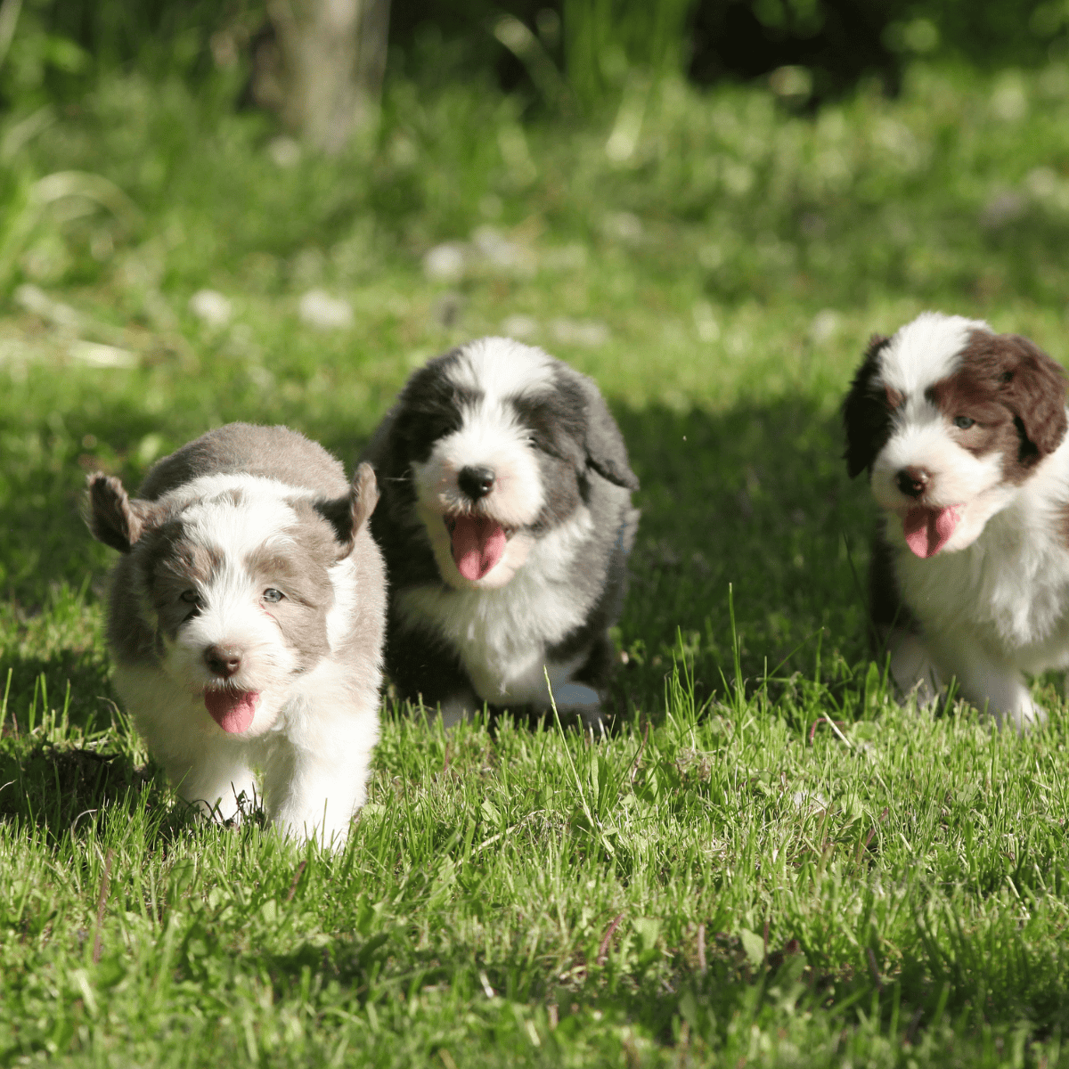Dog puppies running in a grassy field, showcasing their adorable expressions and playful nature.