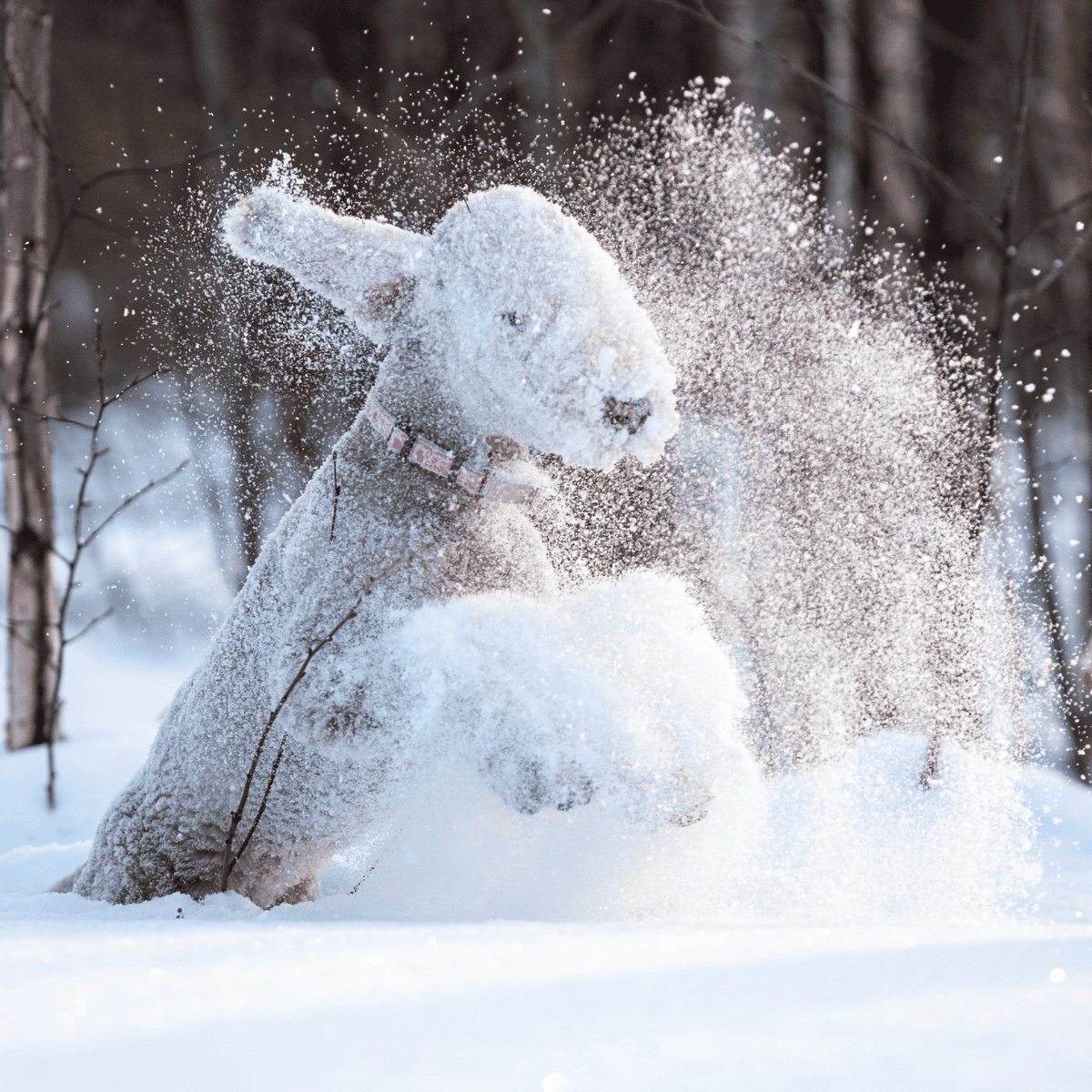 Bedlington Terrier characteristics