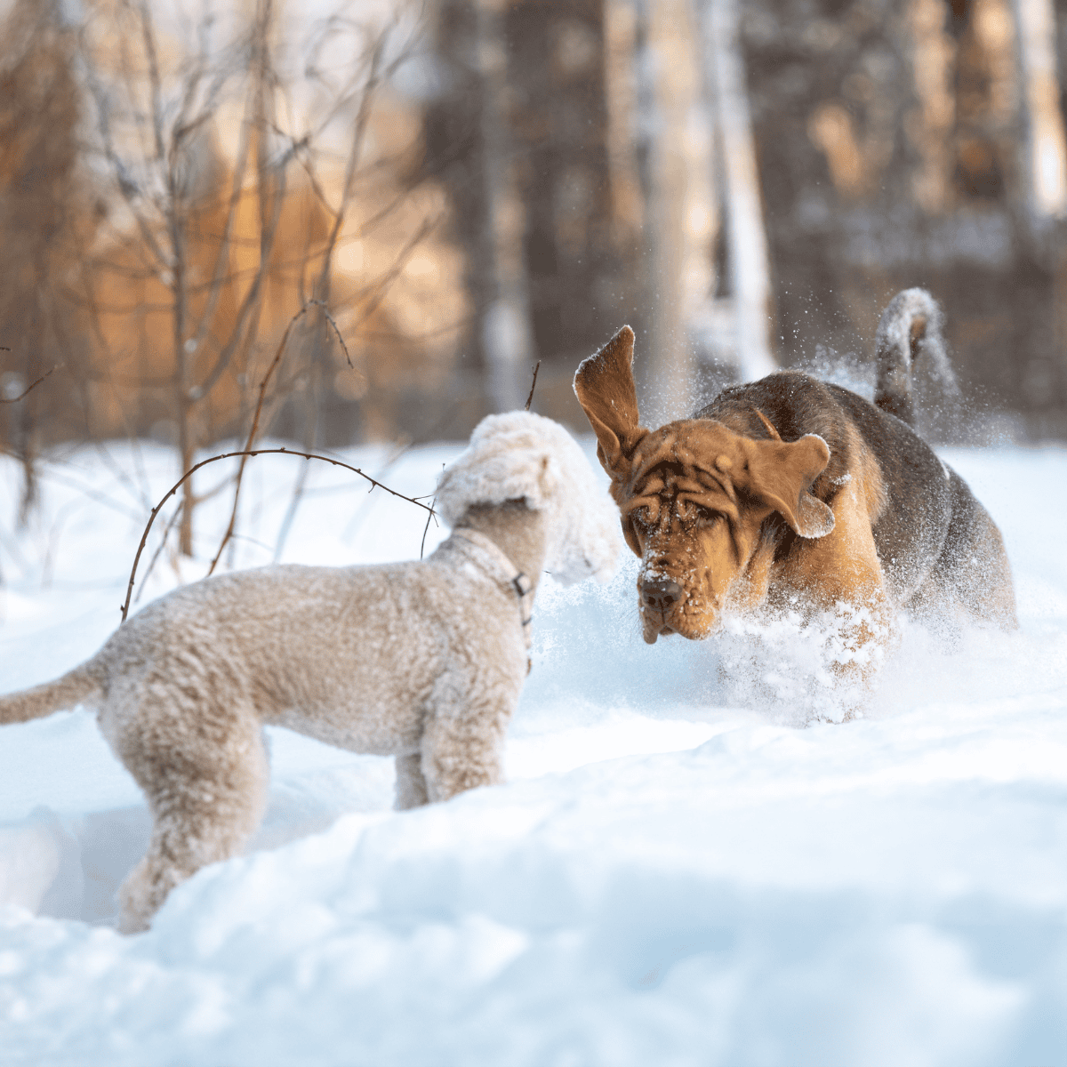 Dogs playing and running in fresh winter snow outdoors.