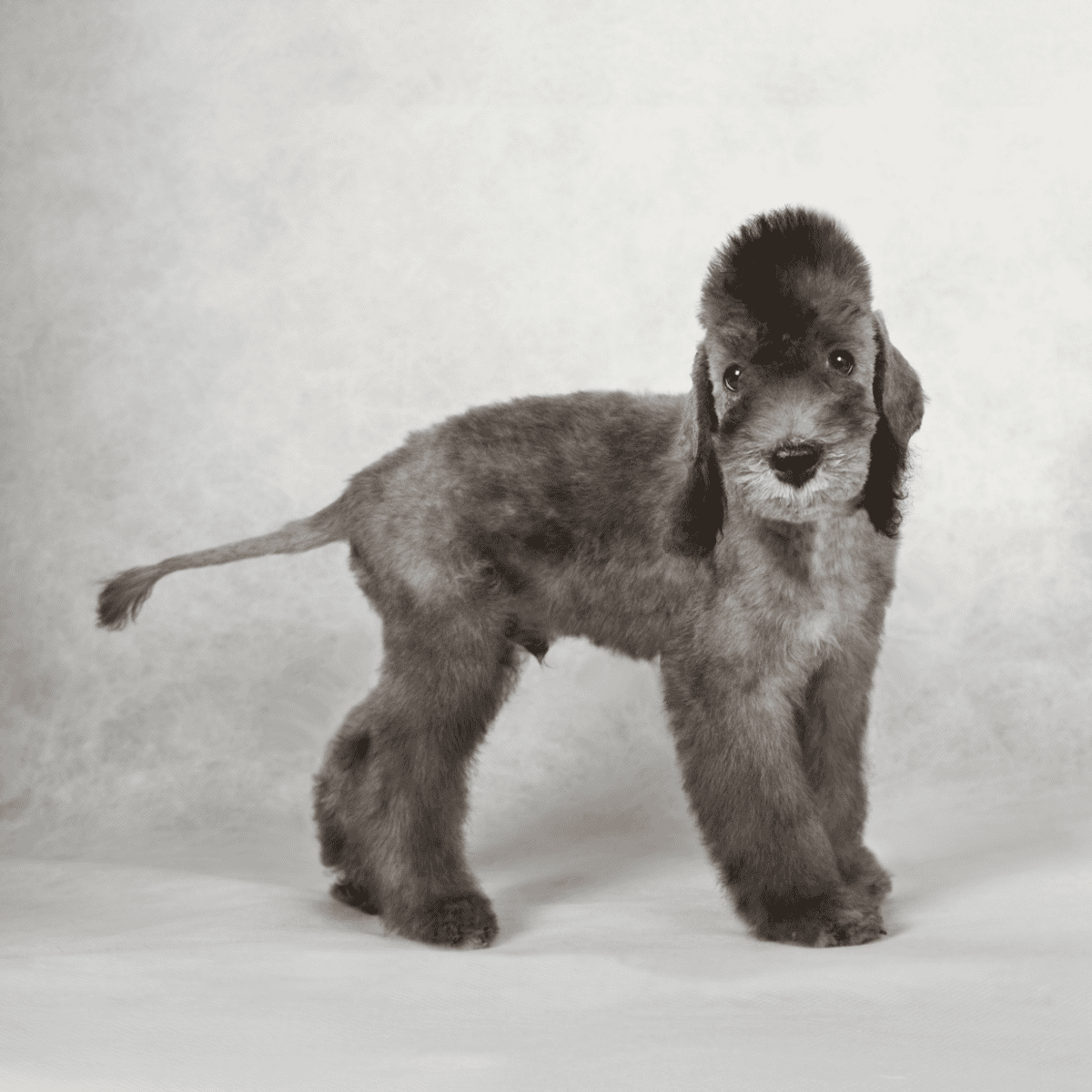 Bedlington Terrier photo 3