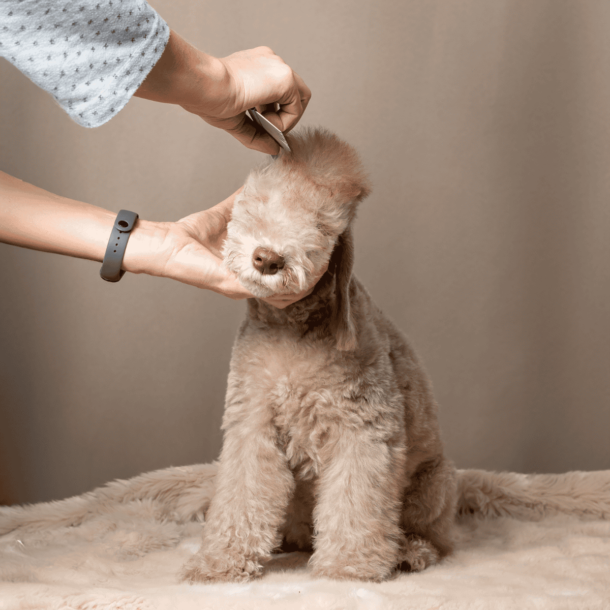 Dog grooming service at home and professional groomers.