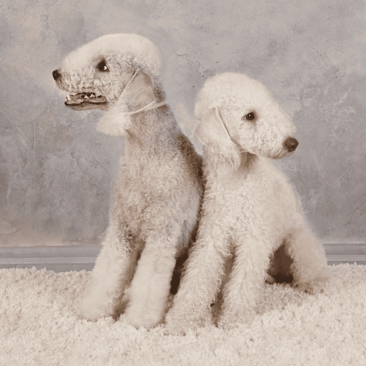 Bedlington Terrier Male Vs. Female