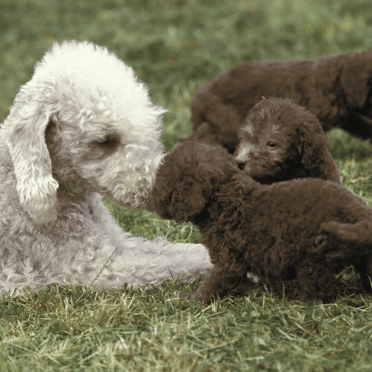 A white poodle and three brown puppies interacting outdoors, emphasizing pet care and love.