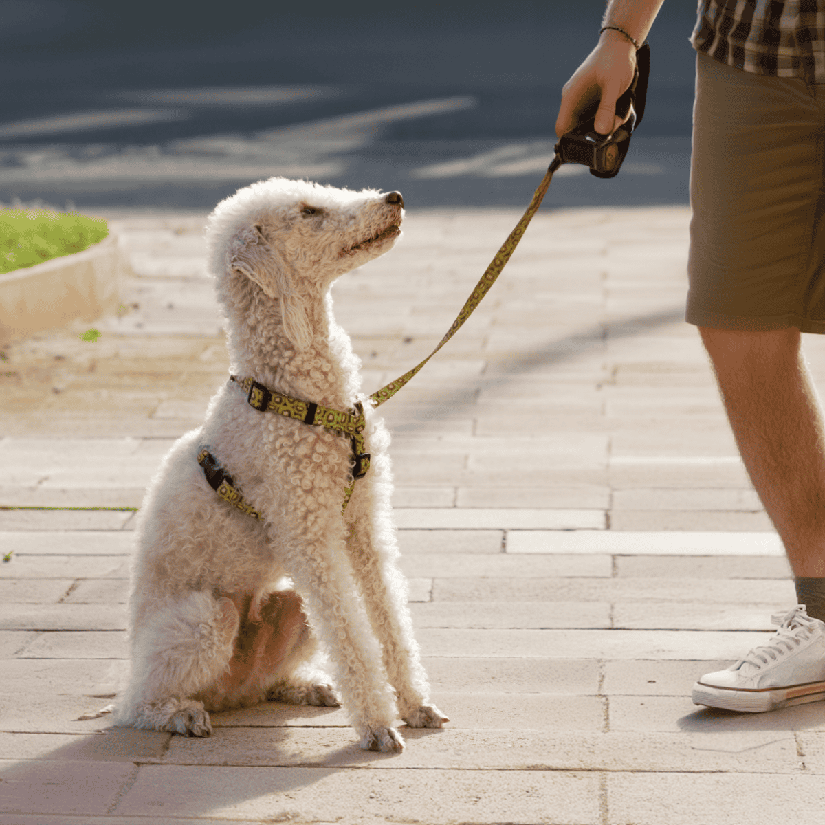 Bedlington Terrier Training