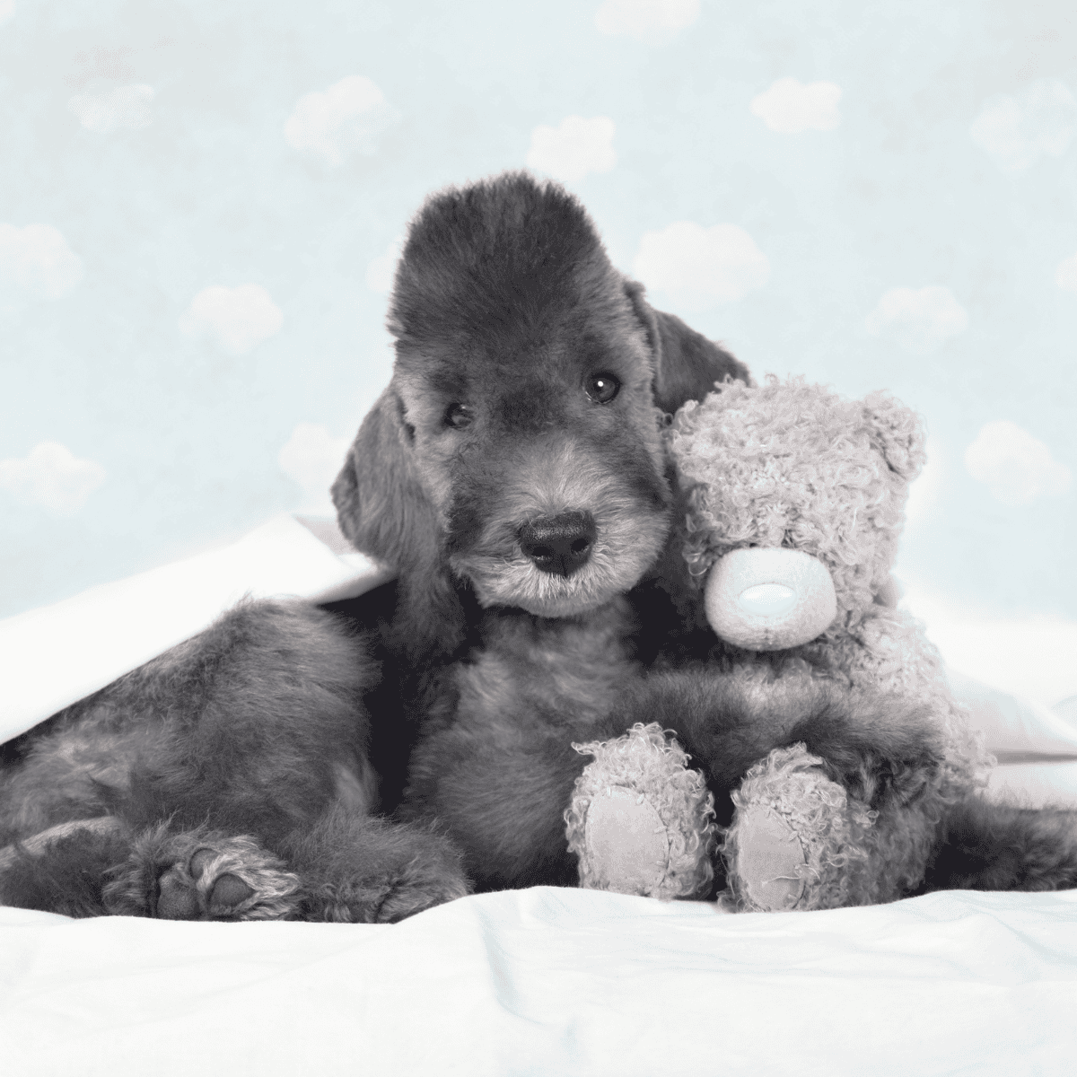 Adorable puppy cuddling with a plush teddy bear on soft bedding. Perfect for pet care and dog training tips.