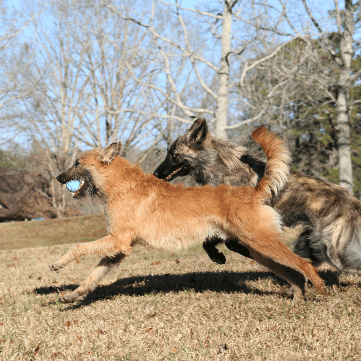 Belgian Laekenois characteristics