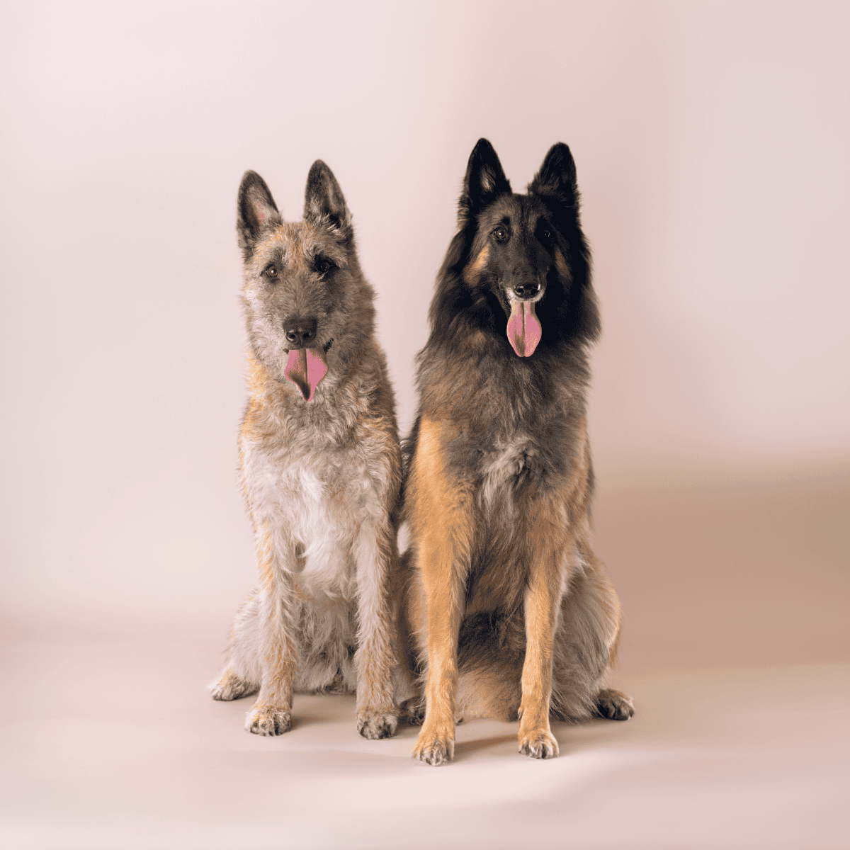 Belgian Laekenois Has an Instinctual Ability to Control the Movement of Other Animals