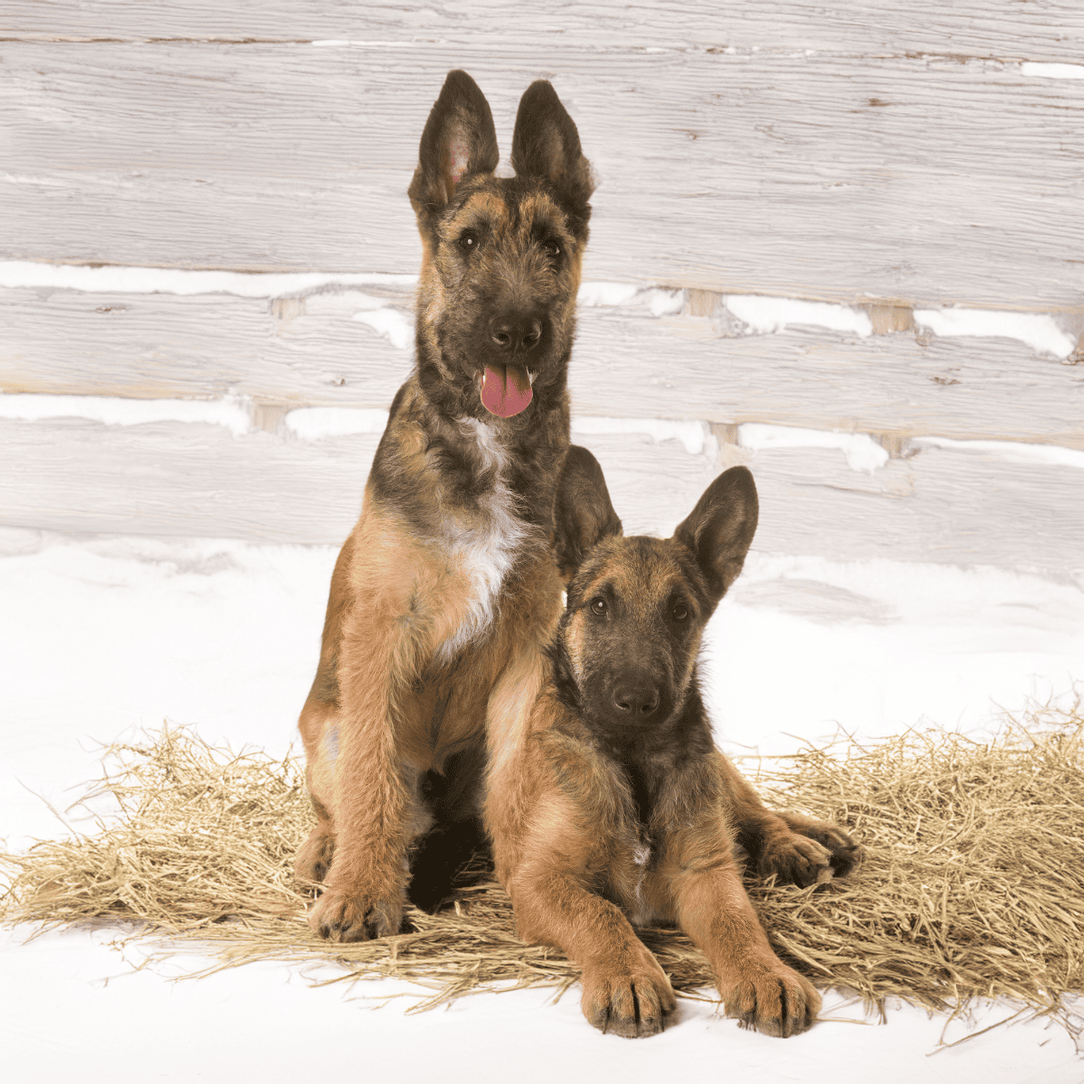 Adorable Belgian Malinois puppies sitting on straw in a cozy indoor setting.