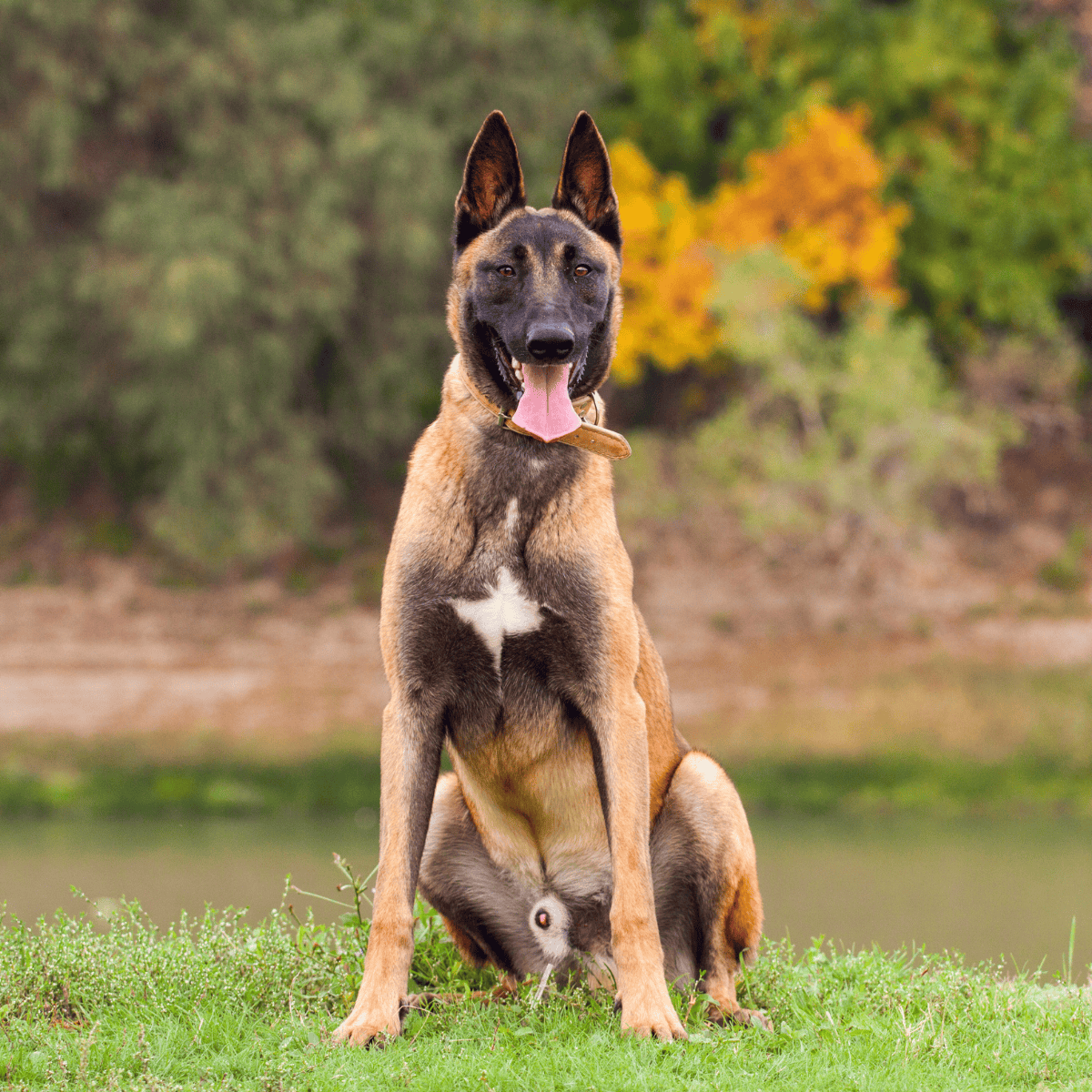 Belgian Malinois overview