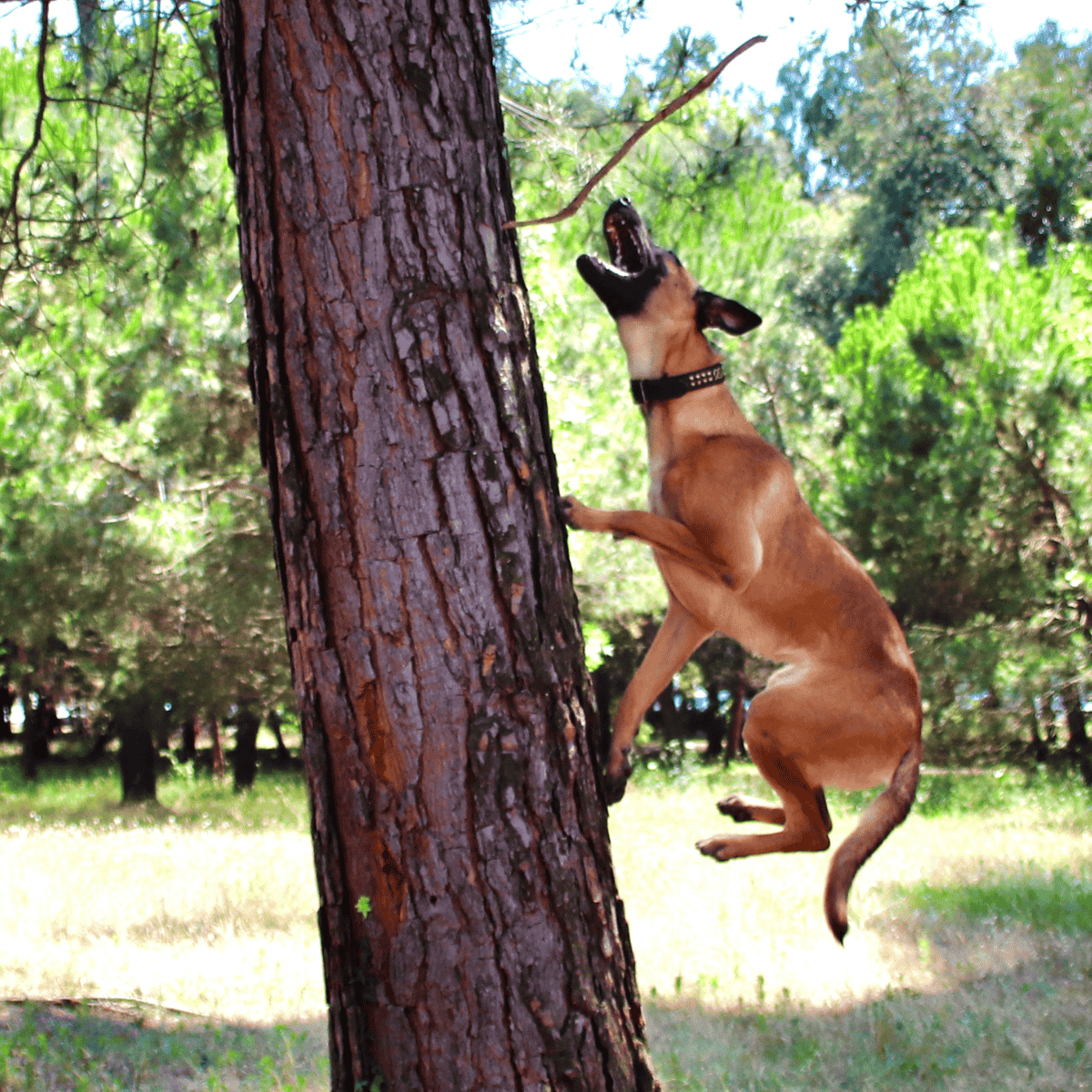 Belgian Malinois characteristics