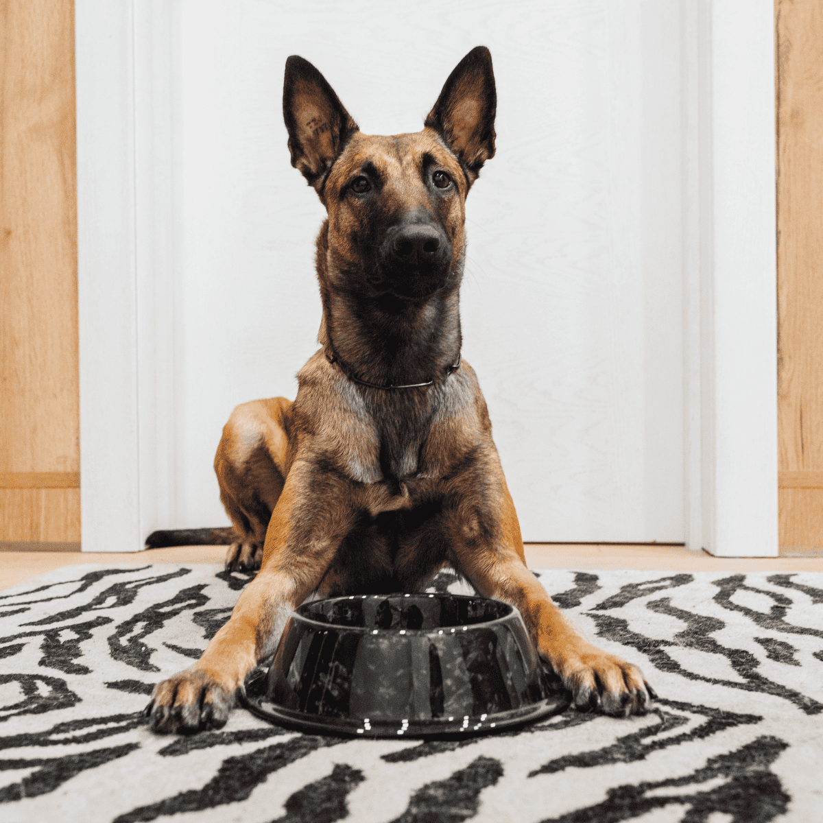 Belgian Malinois Food & Diet Requirements