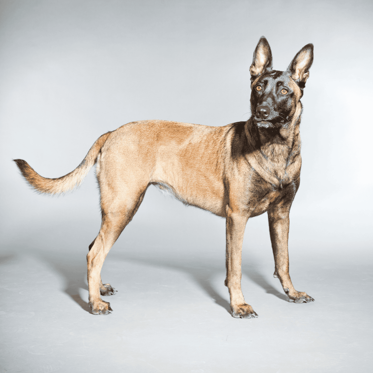 Belgian Malinois photo 2