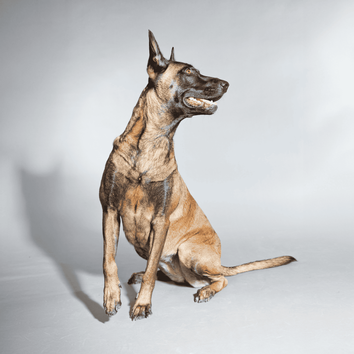 Belgian Malinois photo 3