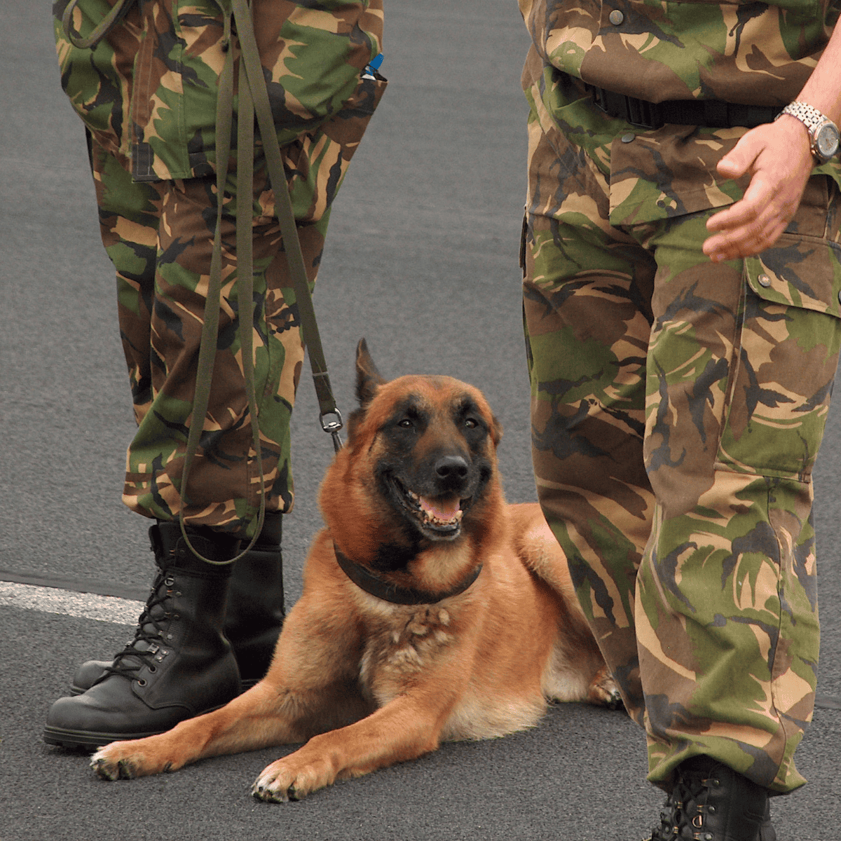 Belgian Malinois They Have Long Worked With Police Officers