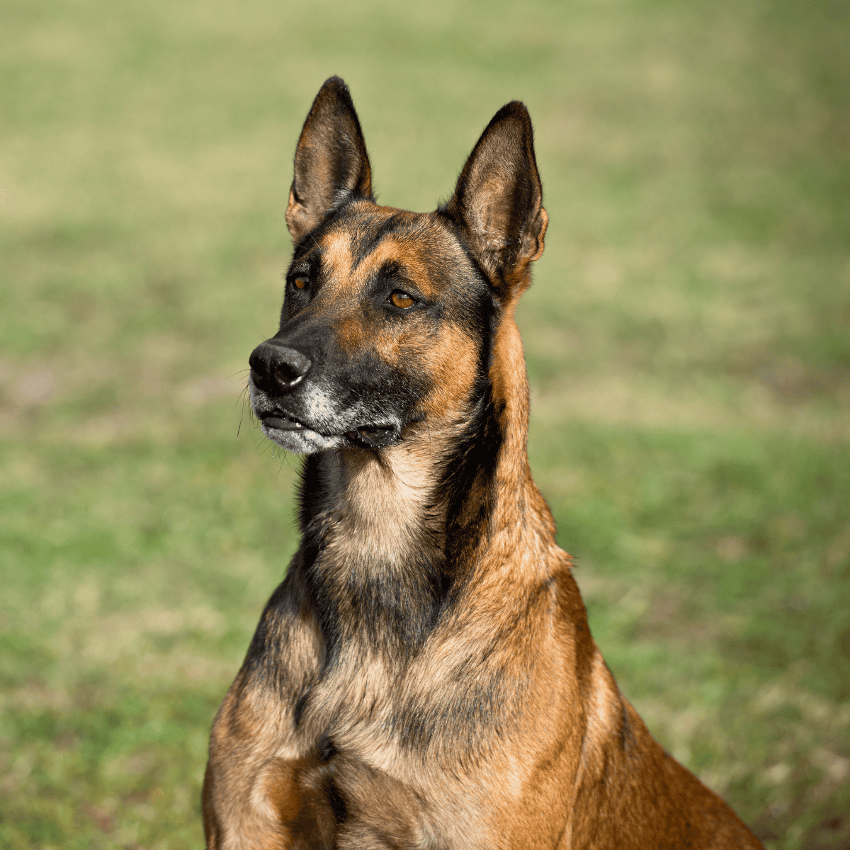Dog training tips for Belgian Malinois dogs with expert guidance.