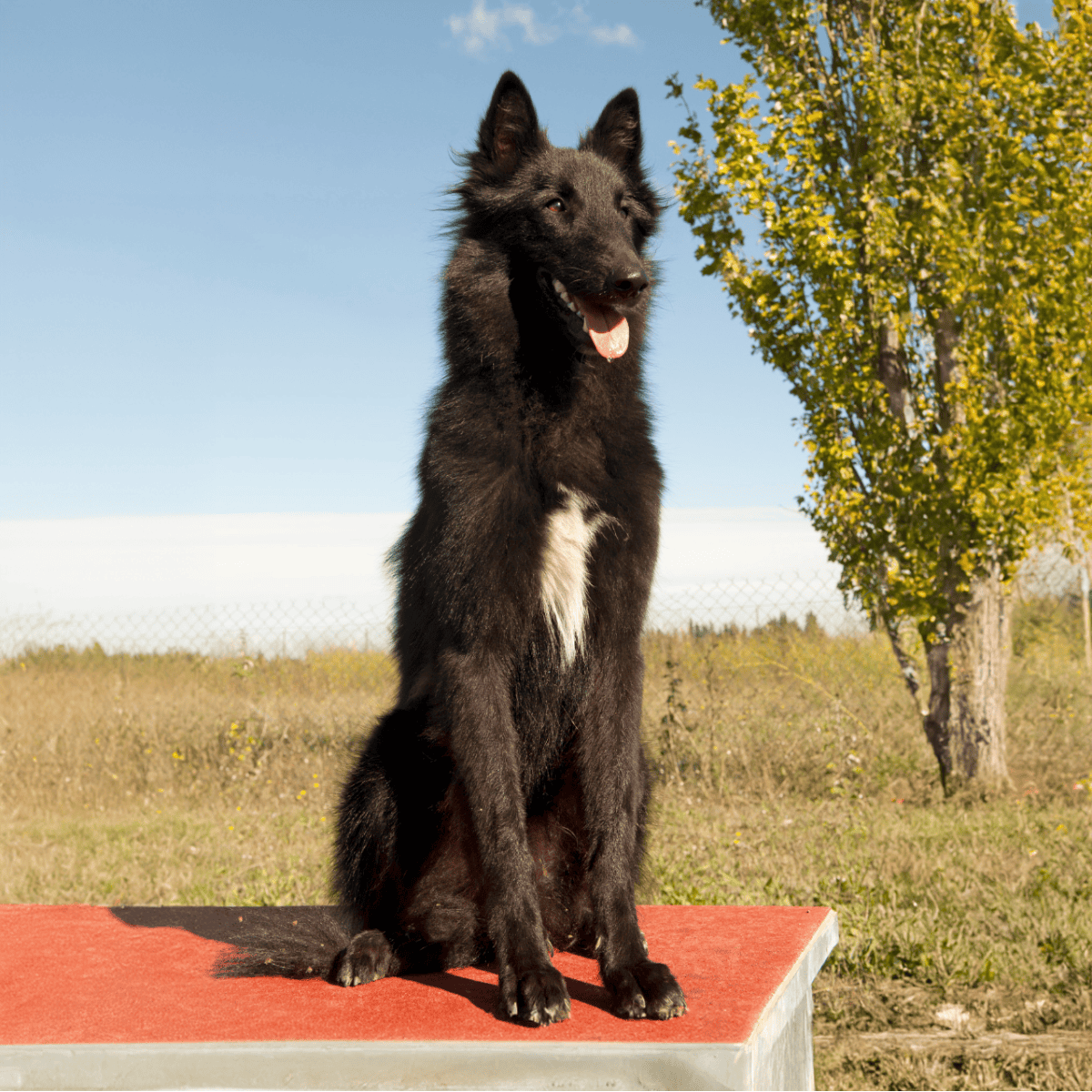 Belgian Sheepdog overview