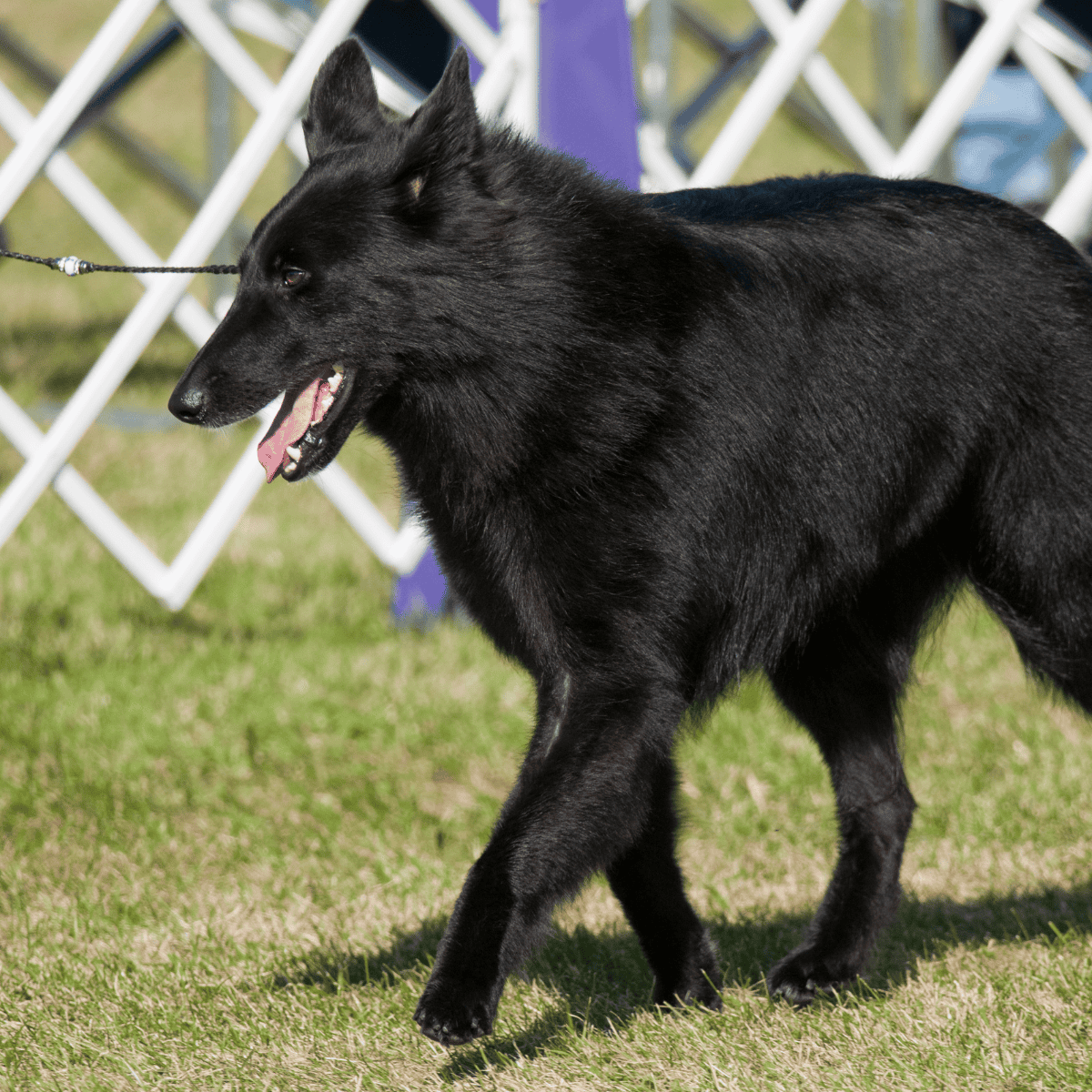 Belgian Sheepdog characteristics