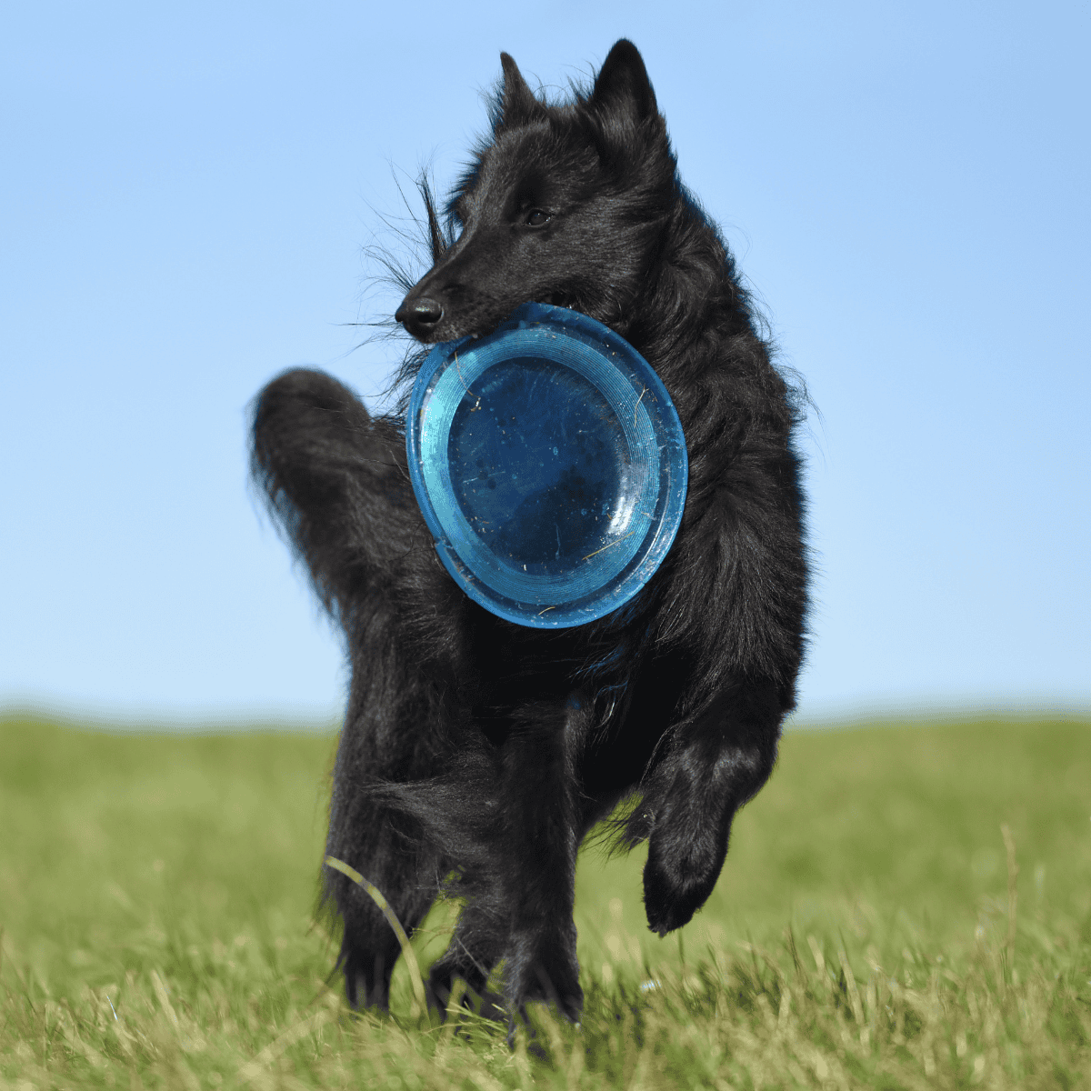 Belgian Sheepdog Exercise