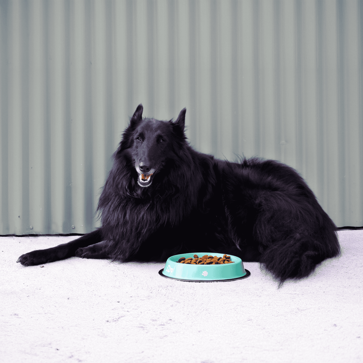 Belgian Sheepdog Food & Diet Requirements