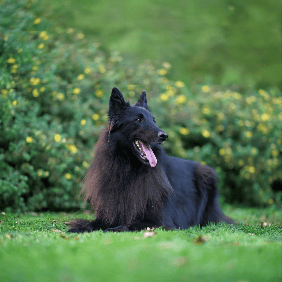 Belgian Sheepdog photo 3
