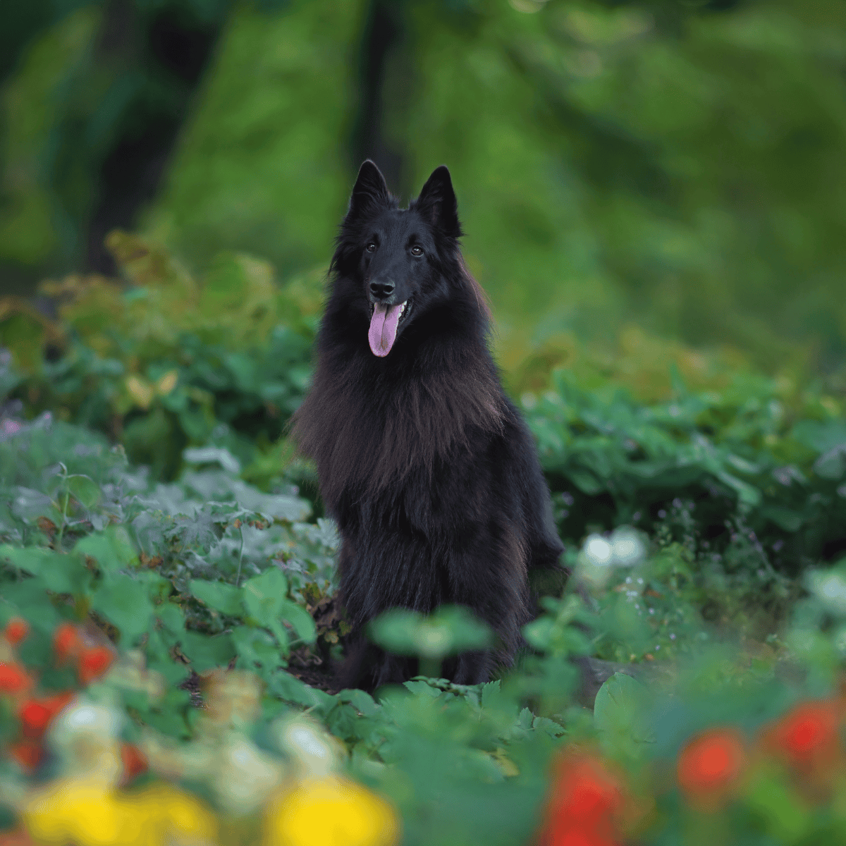 Belgian Sheepdog photo 1