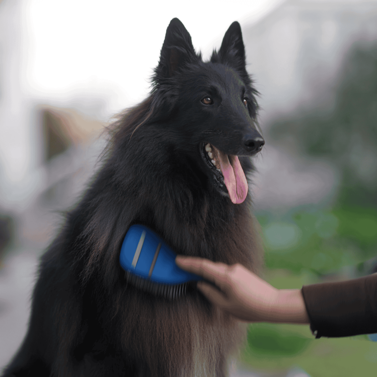Belgian Sheepdog Grooming