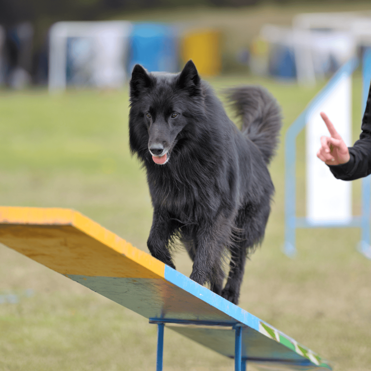 Belgian Sheepdog Training